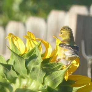 Meet your Posher, Mary ann